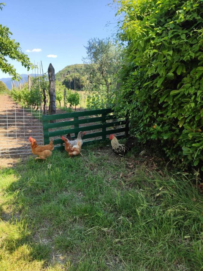 Cara House Tuscany - Zona Lucca Chiatri Εξωτερικό φωτογραφία
